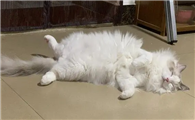 猫咪呕吐蛔虫后还呕吐黄水怎么办啊