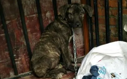 虎皮犬是什么狗,怎么喂养? 虎皮犬是什么狗,怎么喂养?