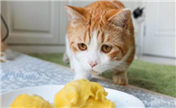 猫咪胃很小吗为什么呢