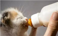 猫咪为什么不喝纯牛奶呢