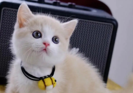乳白长毛猫多少钱一只 乳白长毛猫多少钱一只