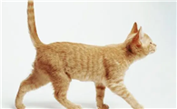 猫咪的尾巴为什么长得快呢