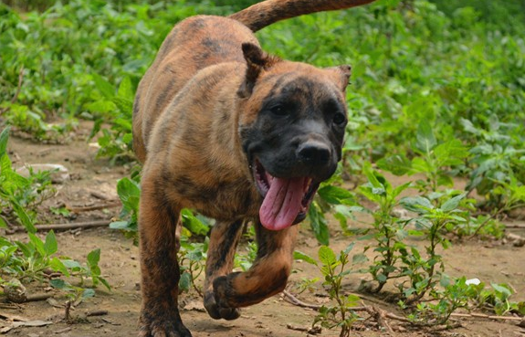 虎皮犬：一种需要特别关注的犬种