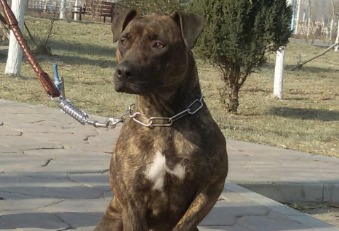 虎皮犬详细介绍！