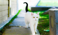 雪里拖枪是士猫吗