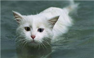 猫咪为什么要在水里活跃呢