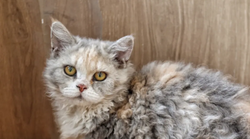 塞尔凯克卷毛猫性格