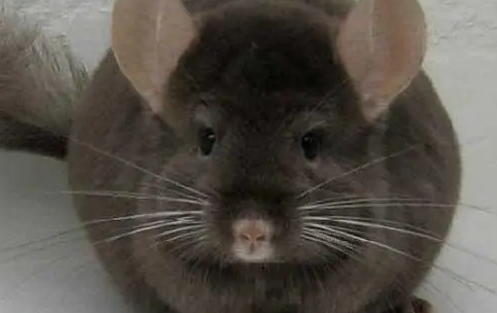 什么样的是纯啡龙猫？