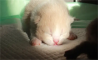 小猫崽多少天能见阳光了