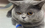 猫绝育就是不是停止发腮了