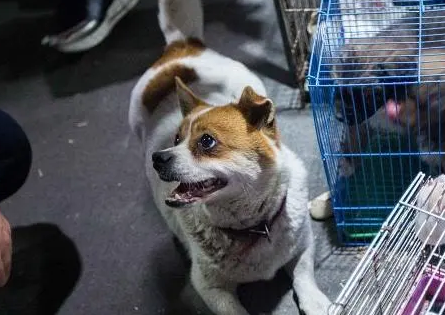 喵大叔宠物店怎么样？