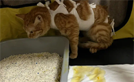 猫咪拉稀怎么治疗最快啊