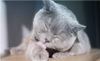 猫咪吃饱了为什么会舔毛啊