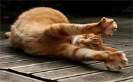 猫咪单手抓地是什么意思