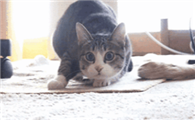 猫咪扭屁股弹跳是为什么呢