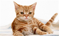 猫咪咳嗽打喷嚏拉稀是感冒了吗怎么办
