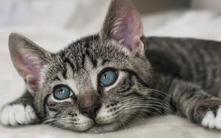 掉毛竟成遗弃猫咪一大主因?这题其实很好解…… 掉毛竟成遗弃猫咪一大主因?这题其实很好解……