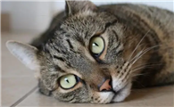 猫咪为什么不爱运动了呢
