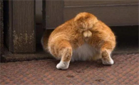 猫咪为什么要埋啊