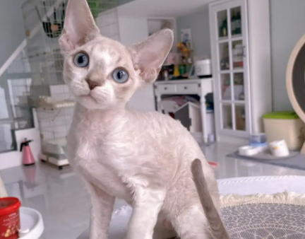 德文卷毛猫价格多少钱一只啊