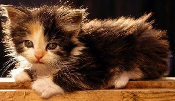 皮堡斯猫介绍