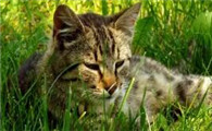 猫咪生化检查包括什么项目