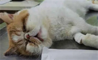 猫咪食物中毒多久死亡啊