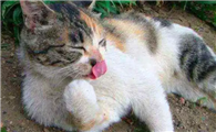为什么不能给猫洗脸呢