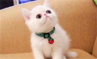 猫咪为什么是肉乎乎的