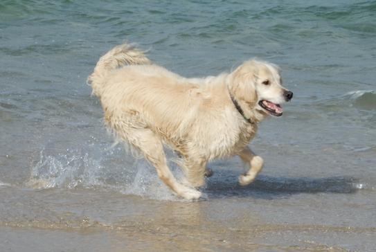 怎么样才能让金毛犬睡在笼子里呢