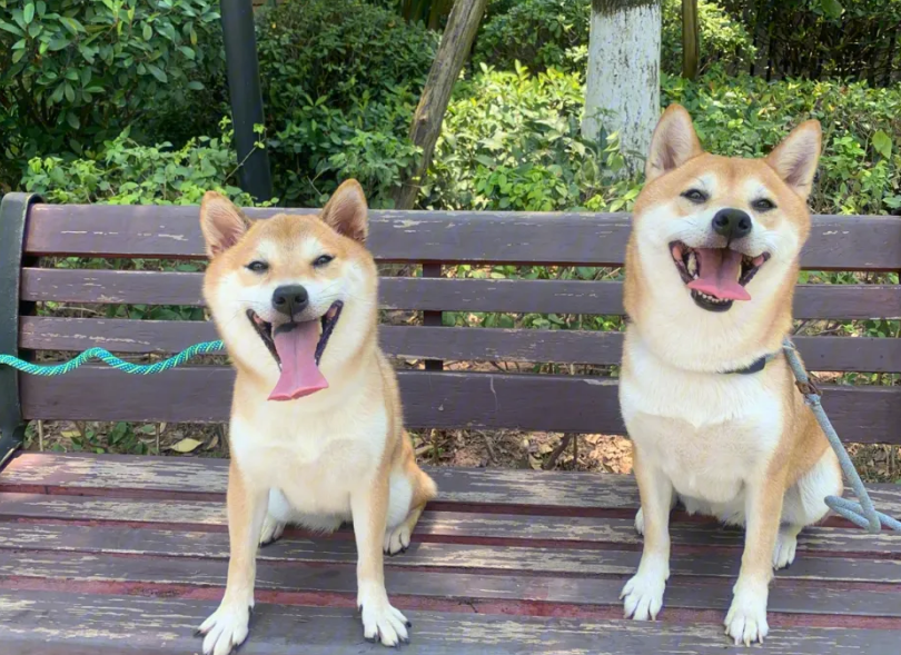 如何判断柴犬是几岁