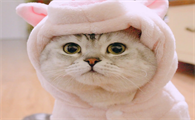 猫咪眼睛为什么这么红色呢