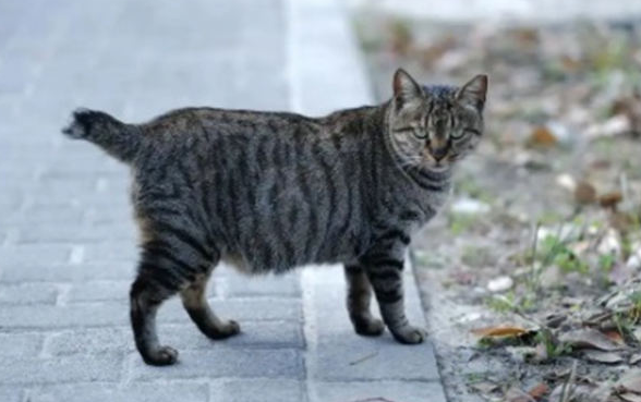 折尾猫在风水上代表什么