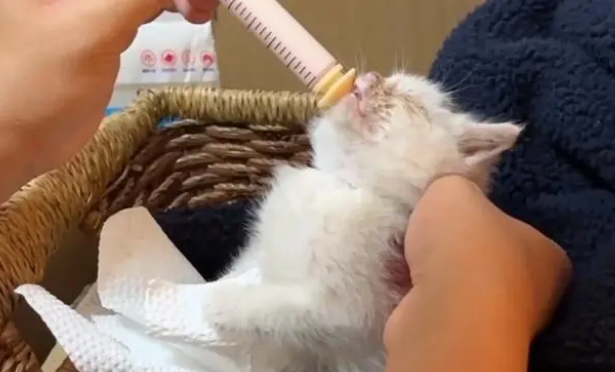 被猫妈妈舍弃,在被发现时已经浑身冰凉的它,依然还有被爱的权利 被猫妈妈舍弃,在被发现时已经浑身冰凉的它,依然还有被爱的权利