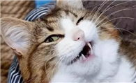 猫咪为什么要在门口叫唤啊