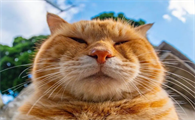 猫咪为什么喜欢找主人