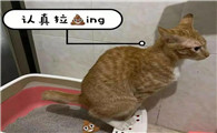 猫为什么喜欢拉大便呢
