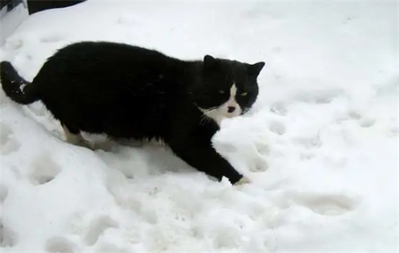 踏雪猫是什么猫？是白脚狸花猫