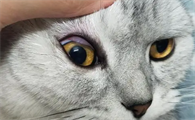 猫咪眼睛发炎会自愈吗为什么呢