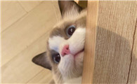猫为什么会攻击手机呢