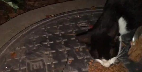 喂了几次后，为了吃的，流浪猫主动靠近，不停讨要食物