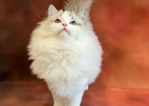 山猫布偶不值钱吗