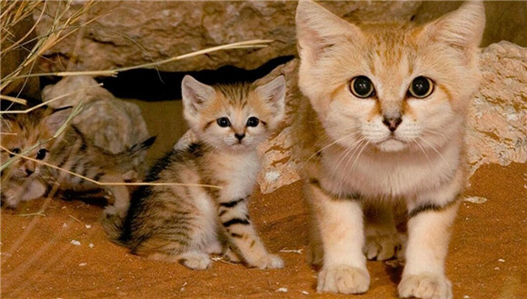 沙漠猫几级保护动物