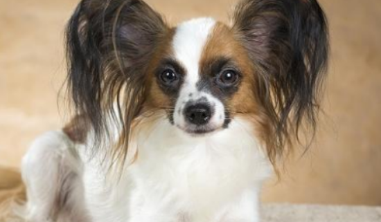 菲利犬知识科普 菲利犬知识科普