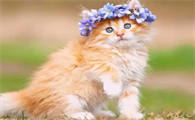 猫咪麻醉后为什么格外兴奋不睡觉