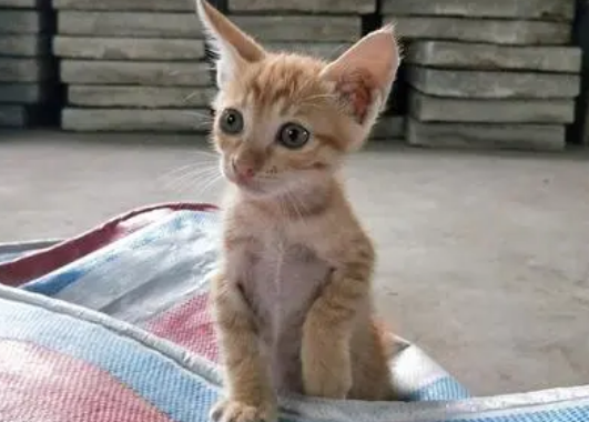 一文详解：麒麟猫有什么特征？