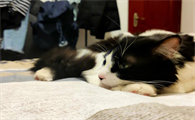 猫咪为什么喜欢黑色的东西呢