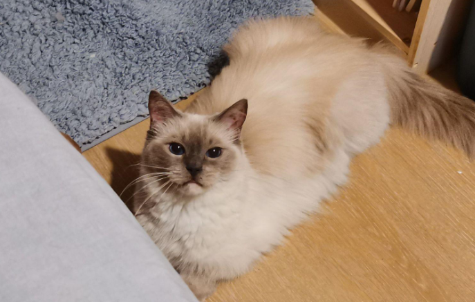 折尾猫寿命一般多少年
