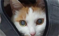 猫为什么会有白内障呢