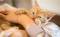 猫为什么轻轻的咬主人